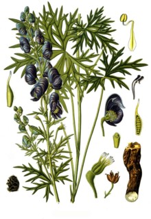 Medicinal plant ferox