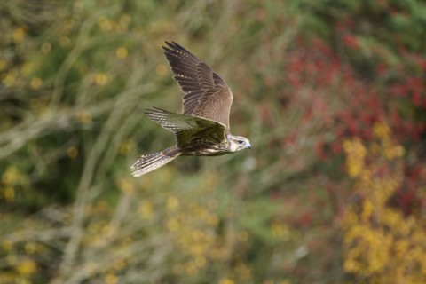 Saker falcon