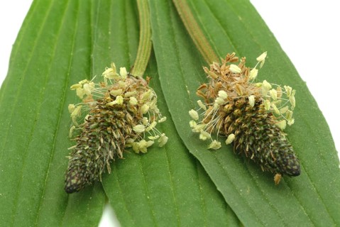 Medicinal plantain