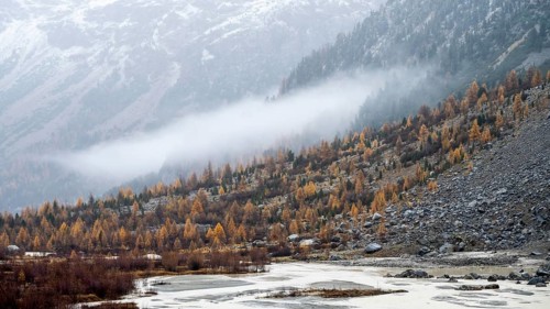 Autumn larch forest in Val Morteratsch