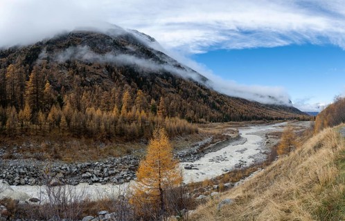 Autumn larch forest in Val Morteratsch