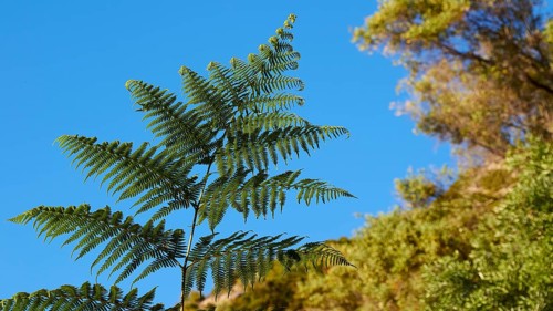 Fern branch in soft afternoon light