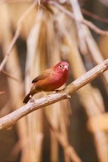 Senegal firefinch