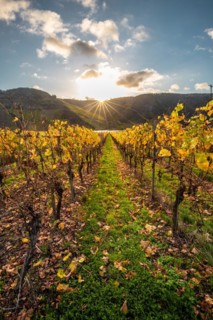 Autumn vineyards on the Moselle river