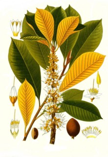Medicinal plant