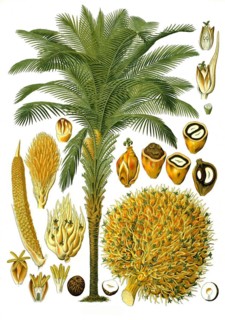 Medicinal plant