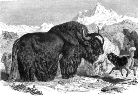 Yak
