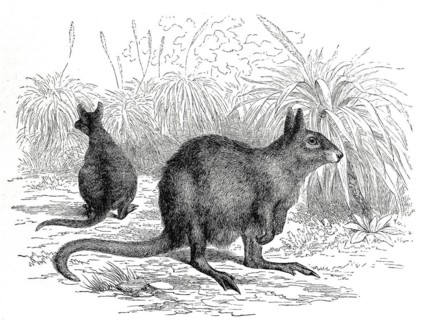 Eastern hare kangaroo