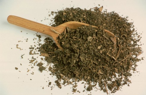 Indian patchouli