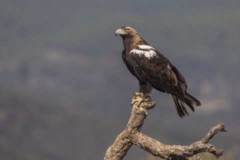 Spanish Imperial Eagle