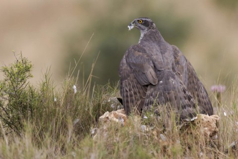 Northern goshawk