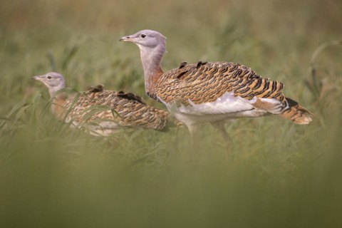 Great bustard