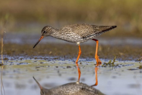 Common redshank