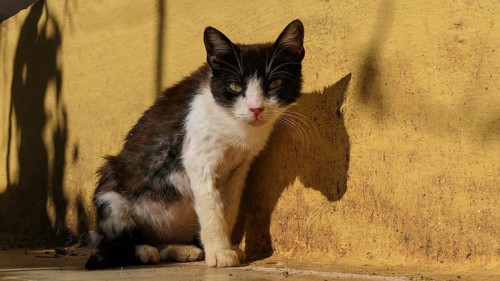 Black and white cat