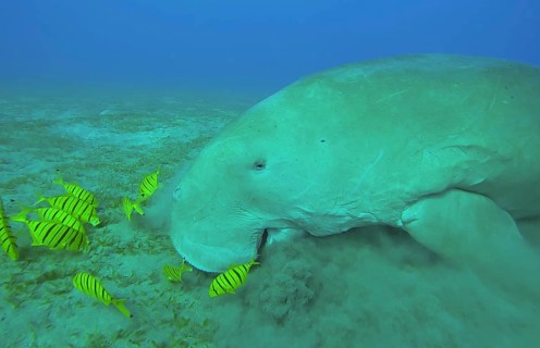 Ckose-up of Sea Cow