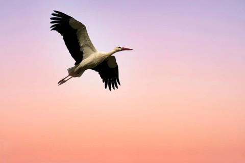 White stork