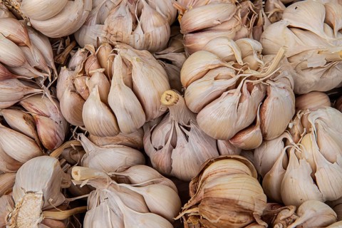 Garlic