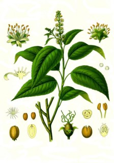 Medicinal plant