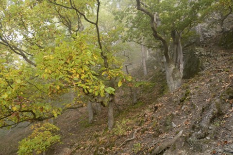 Gnarled oak trees