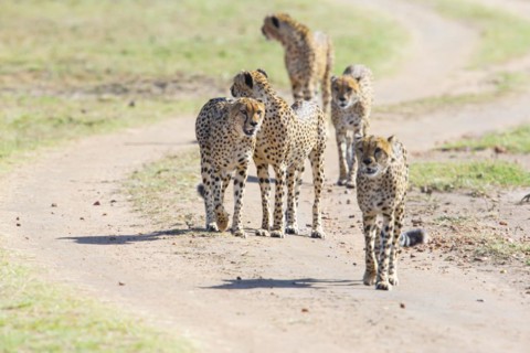 Cheetah