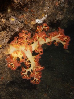 Red tree coral