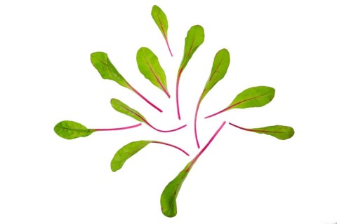 Overhead view of fresh swiss chard leaves isolated on white background
