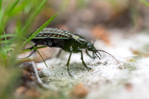 Carabus clathratus