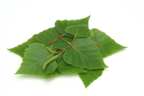 Medicinal plant Birch