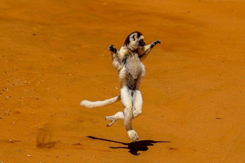 Leaping verreauxi lemur