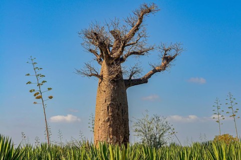 Hube baobab tree in the Berenty private reserve