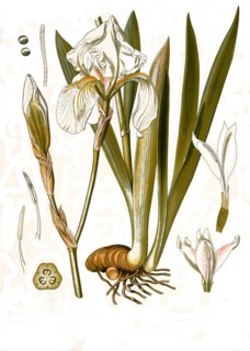 Medicinal plant