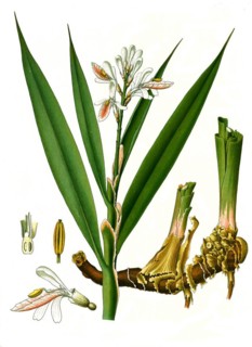 Medicinal plant