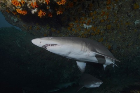 Sand tiger shark