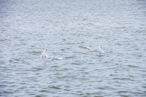 Seagulls flying close above the surface of the Zierker See lake in Neustrelitz