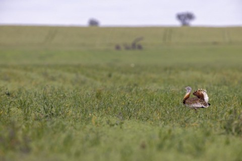 Great bustard