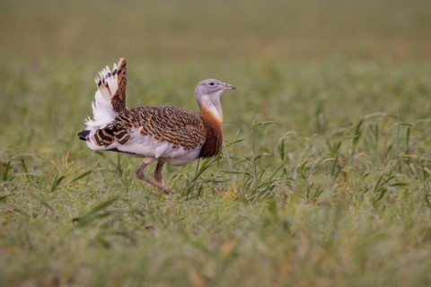 Great bustard