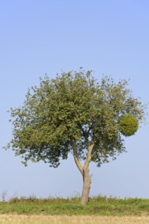Apple tree