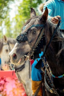 Portrait of a horse head with long mane and partial harness
