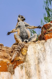 Ring-tailed Lemur