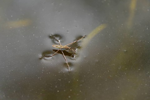Common pond skater