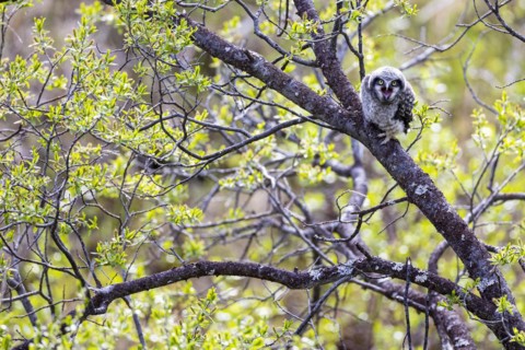 Northern hawk owl