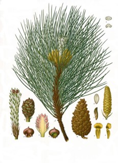 Medicinal plant