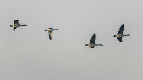 Snow Goose