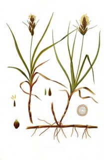 Medicinal plant