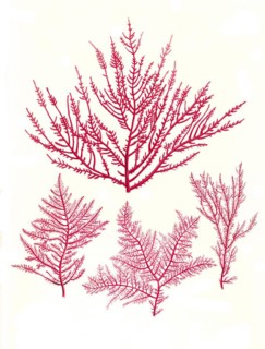 Useful plant