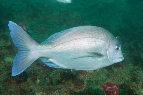 Bronze bream