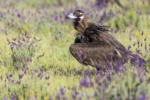 Cinereous vulture