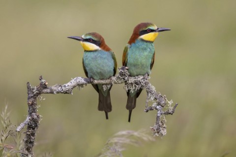 European bee-eater