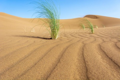 Drinn grass