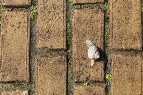 Burgundy snail